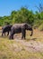 River Okavango, shore