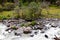 The river  in the old-growth forest