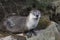 River otter