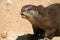 River Otter