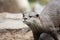 River Otter