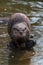 River otter