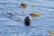 River otter chews on a fish, , showing its sharp teeth  while it swims in a patch of bull kelp