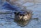 River Otter Closeup head and shoulders