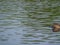 River otter enjoying freshly caught prey while floating down river