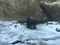 River Otter Exploring the Snowy shore with a stream and waterfall next to it