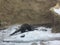 River Otter Exploring the Snowy shore with a stream and waterfall next to it