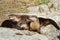 River Otter Family resting on a Rock