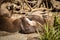 River Otter With Favorite Rock