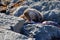 River otter feasts on a large lingcod on the rocky shore