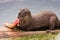 River Otter Feeding on Trout, Yellowstone