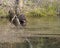 River Otter Going in the Water