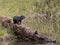 River Otter on a Log