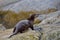 River otter looks up from lichen covered rocks on shore