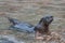 River Otter at Play