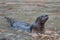 River Otter at Play