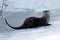 River otter sitting on the ice