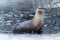 River otter sitting on the ice