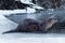 River otter sitting on the ice