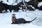 River otter sitting on the ice