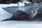 River otter sitting on the ice