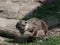River Otter Sleeping On a Log in a Cute Position