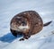 A river otter on the snowy river bank.