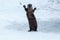 River otter standing and waving on the ice