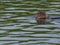 River otter swimming in Lower American River 2020 A