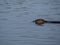 River otter swimming in Lower American River 2020 B
