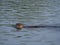 River otter swimming in Lower American River 2020 C