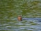 River otter swimming in Lower American River 2020 E