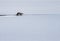 River otter walks near waters edge in yellowstone national park