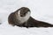 River otter in winter fur posing in the snow