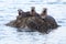 River Otters with food