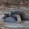 River Otters at Play