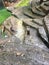 River Otters standing on rocks and peering up at the camera