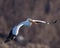 River Pelican gliding over the Mississippi