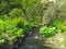 River plants and flowers in a garden