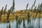 The river with a quiet current and clouds reflected in it, Soz , Gomel, Belarus