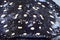 River ray, White-blotched river stingray. Black diamond stingray (Potamotrygon leopoldi