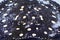 River ray, White-blotched river stingray. Black diamond stingray (Potamotrygon leopoldi