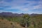 River red gum and ancient hills