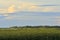 The river reed coast landscape