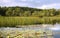 River with reeds and lily pads