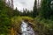 River running through dense forest in Mount Baker Snoqualmie National Forest, Washington