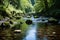 a river running through a lush green forest