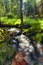 River runs over boulders in the forest