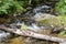 River SaidÄ— flows in the Neris Regional Park in Lithuania.