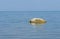 River scenery - stone and common tern bird